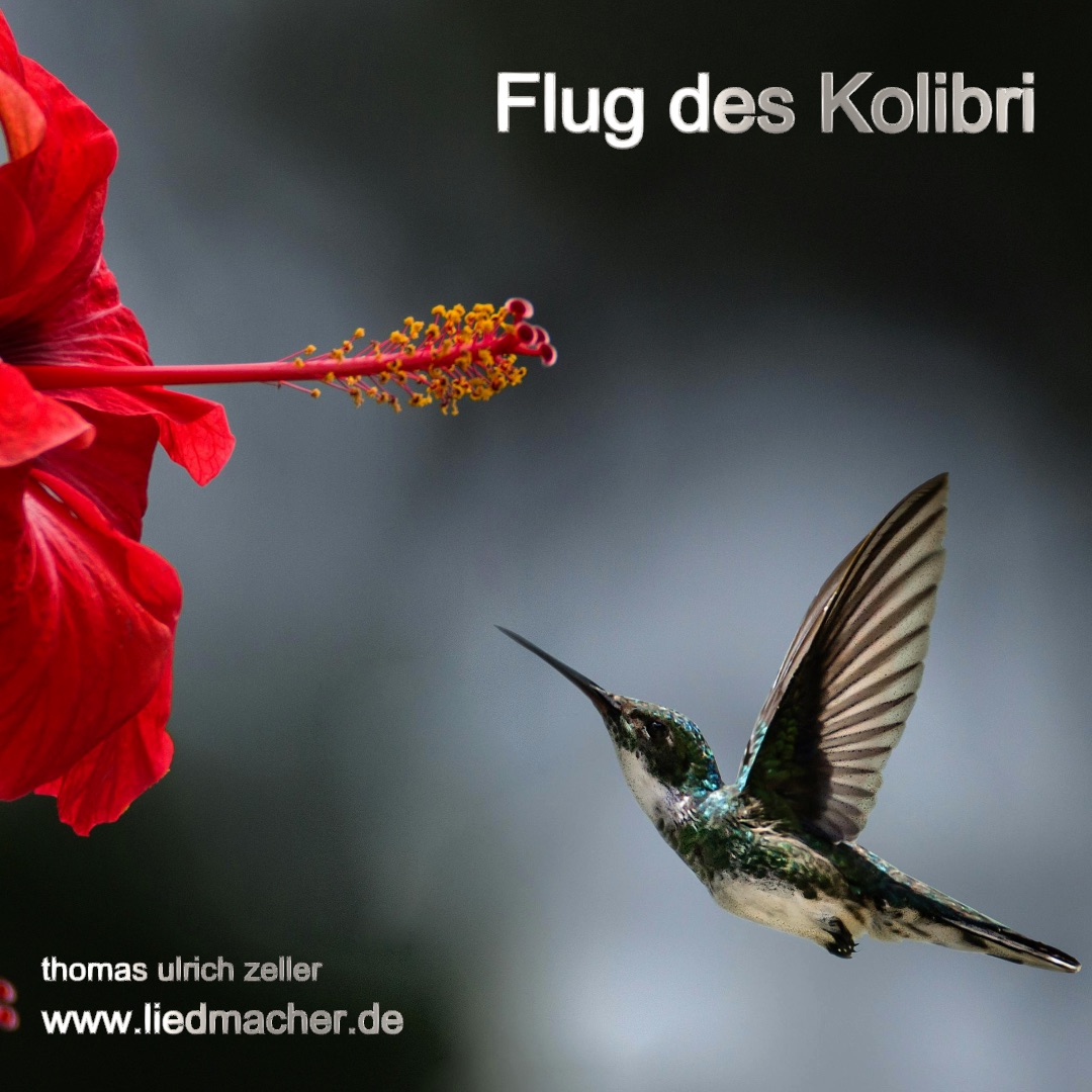 Flug des Kolibri